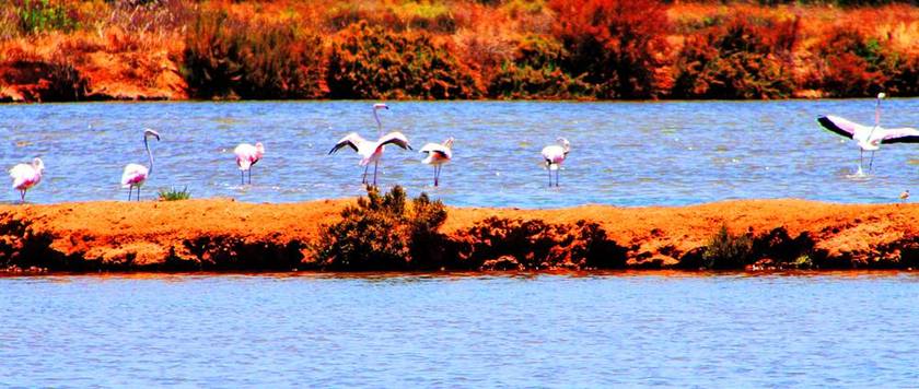 Greater flamingos feeding in the shallow water of the Ria Formosa lagoon near Faro